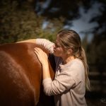 ostéopathie équine, cheval, selle français