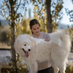 ostéopathie canine, chien, samoyède