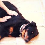 ostéopathie canine, chien, beauceron