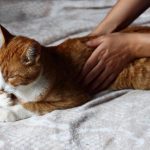 ostéopathie féline, chat