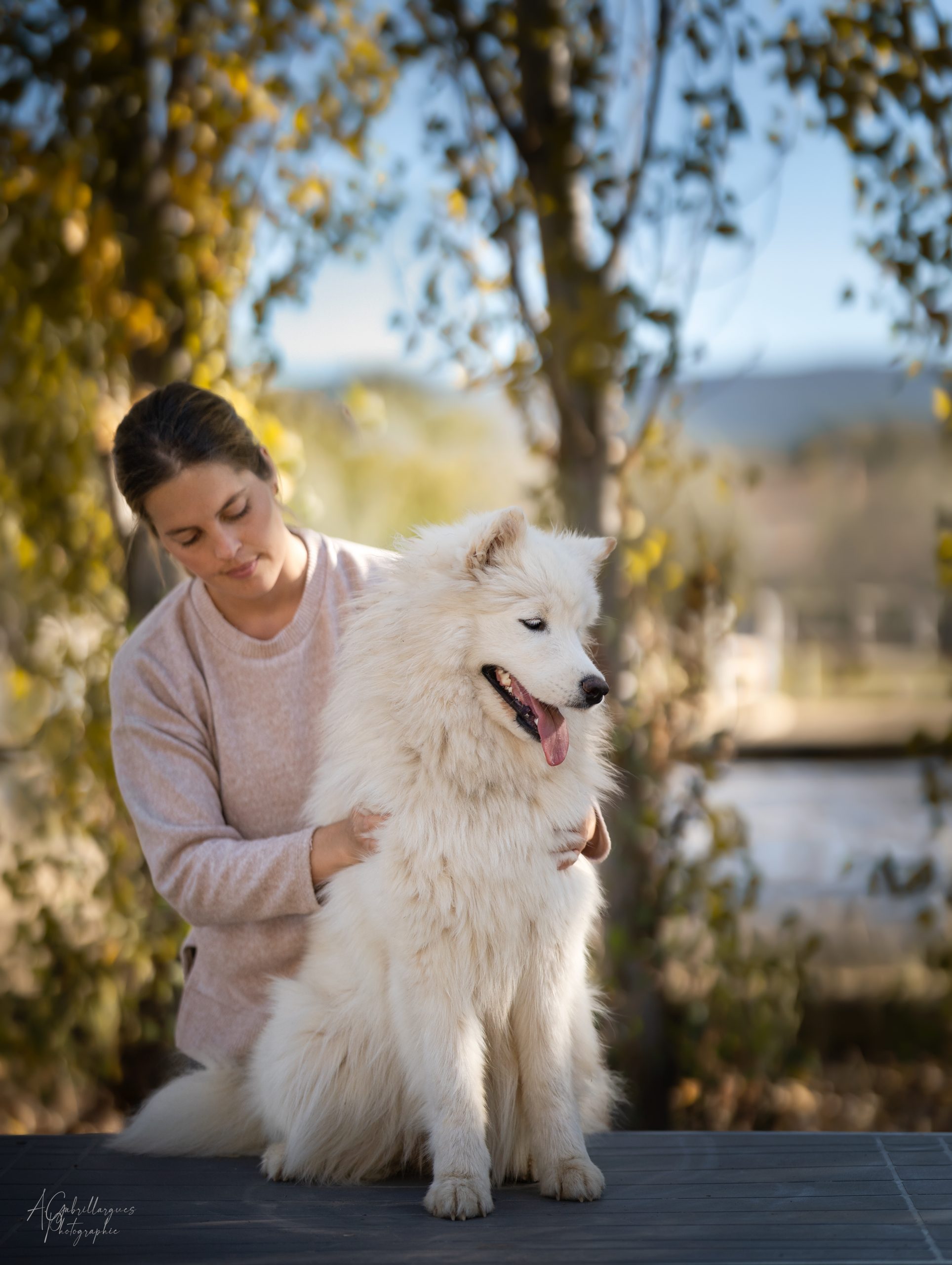 ostéopathie canine, chien